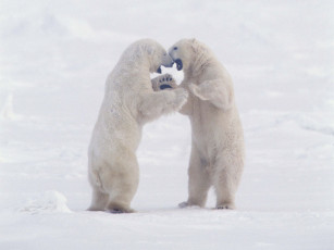 Картинка животные медведи белые арктика