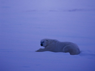 Картинка животные медведи белый медведь арктика
