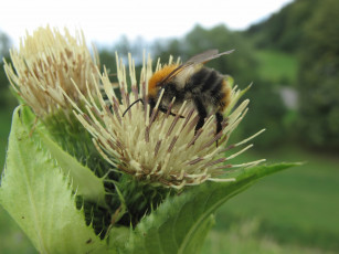Картинка животные пчелы осы шмели цветок шмель