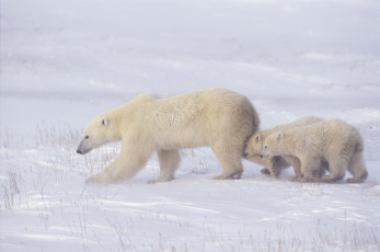 Картинка животные медведи медвежата белые медведица арктика