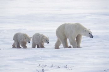 Картинка животные медведи медвежата медведица арктика белые