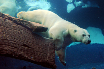 Картинка животные медведи море медведь под водой белый