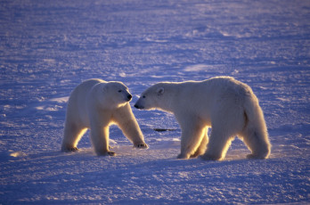 Картинка животные медведи арктика белые