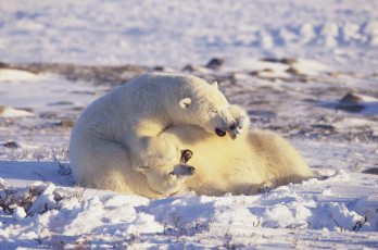 Картинка животные медведи белые арктика
