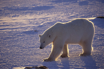 Картинка животные медведи белый медведь арктика