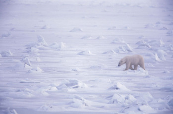Картинка животные медведи арктика белый медведь