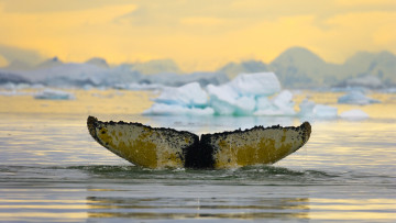 Картинка животные киты кашалоты хвост вода