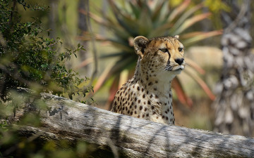 Картинка животные гепарды гепард морда смотрит хищник интерес