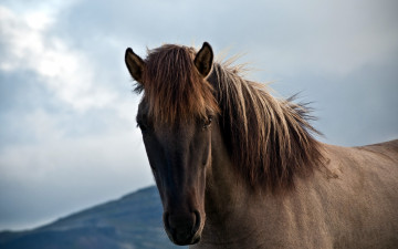 Картинка животные лошади конь
