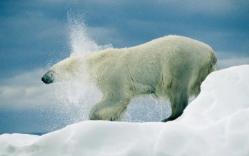 Картинка животные медведи белый медведь