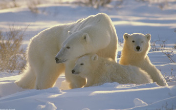 Картинка животные медведи медведица белые медвежата