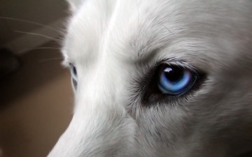Картинка животные собаки глаз
