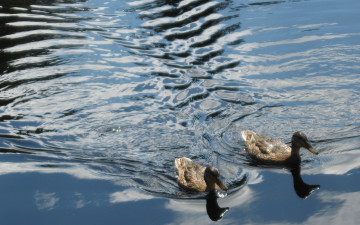 Картинка животные утки вода волны