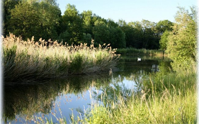 Обои картинки фото природа, реки, озера, заводь, деревья, трава, лебедь