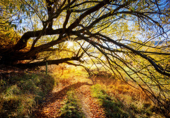Картинка природа деревья осень дорога