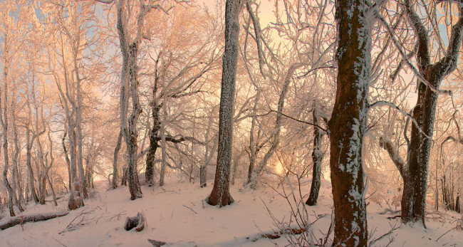Обои картинки фото природа, зима, закат, деревья, лес, пейзаж