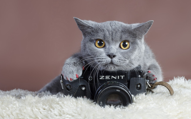 Обои картинки фото zenith, бренды, зенит, кот, фотокамера