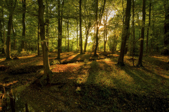 Картинка природа лес ручей свет овраг