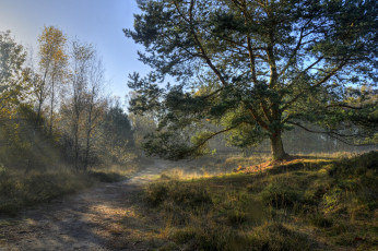 Картинка природа дороги туман тракт лес