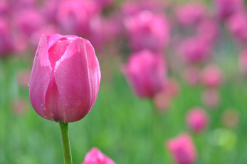 Картинка цветы тюльпаны бутон