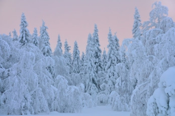 Картинка природа зима деревья снег елки