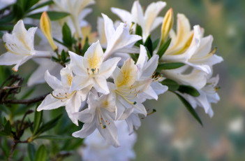 Картинка цветы рододендроны+ азалии белый