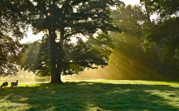 Картинка природа деревья солнечные лучи дерево парк овцы животные