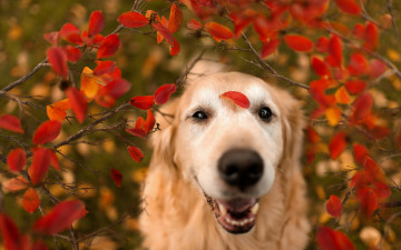 Картинка животные собаки природа листья