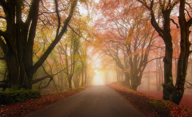 Обои картинки фото природа, дороги, осень, туман, дорога, парк, лес