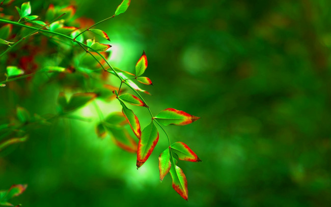 Обои картинки фото природа, листья, фон, размытие, дерево, зеленый, листочек, листик, форма, макро, красный