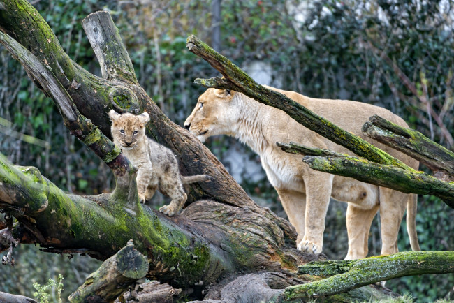 Обои картинки фото животные, львы, мама