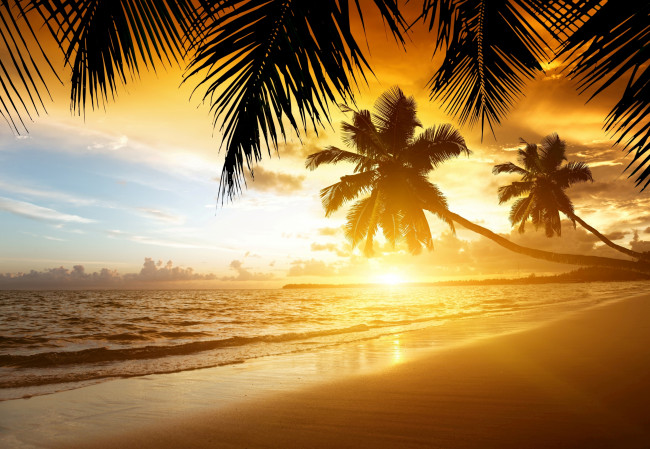 Обои картинки фото природа, тропики, закат, пальмы, берег, море, песок, пляж, sand, summer, palm, ocean, sea, coast, beach, paradise, sunset, tropical
