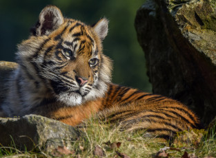 Картинка sumatran+tigress животные тигры тигренок