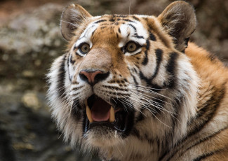 Картинка животные тигры тмгр