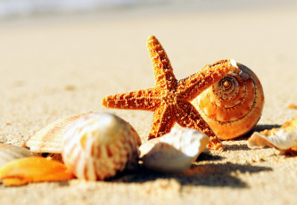 Картинка разное ракушки +кораллы +декоративные+и+spa-камни песок морская звезда