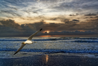 Картинка животные Чайки +бакланы +крачки чайка море небо закат облака