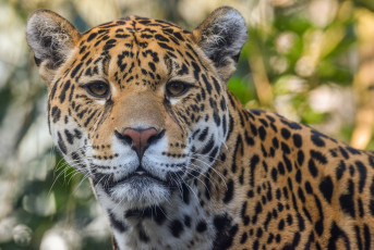 обоя jaguar, животные, Ягуары, ягуар