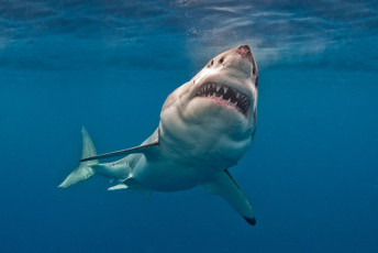 Картинка shark животные акулы хищник море рыбы акула