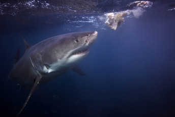 обоя shark, животные, акулы, рыбы, море, хищник, акула