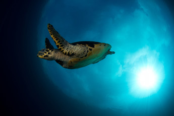 обоя животные, Черепахи, подводный, мир, черепаха