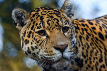 Картинка jaguar животные Ягуары ягуар