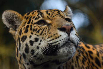 обоя jaguar, животные, Ягуары, ягуар