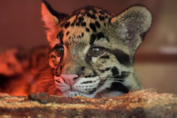 Картинка leopard животные дымчатые+леопарды леопард