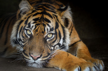 Картинка sumatran+tigress животные тигры тигр