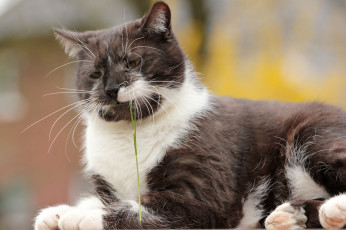 Картинка животные коты киса коте взгляд усы ушки травинка