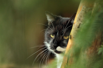 Картинка животные коты киса коте взгляд усы ушки