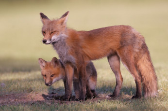 Картинка животные лисы лиса лисенок