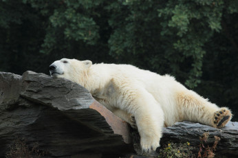 Картинка животные медведи медведь белый отдых