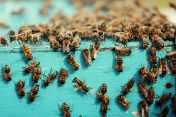 Картинка животные пчелы +осы +шмели макро пчёлы улей