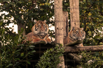 Картинка животные тигры полосатые